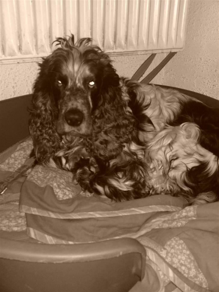 Cocker spaniel Rusty *DØD* - Rusty (: billede 2