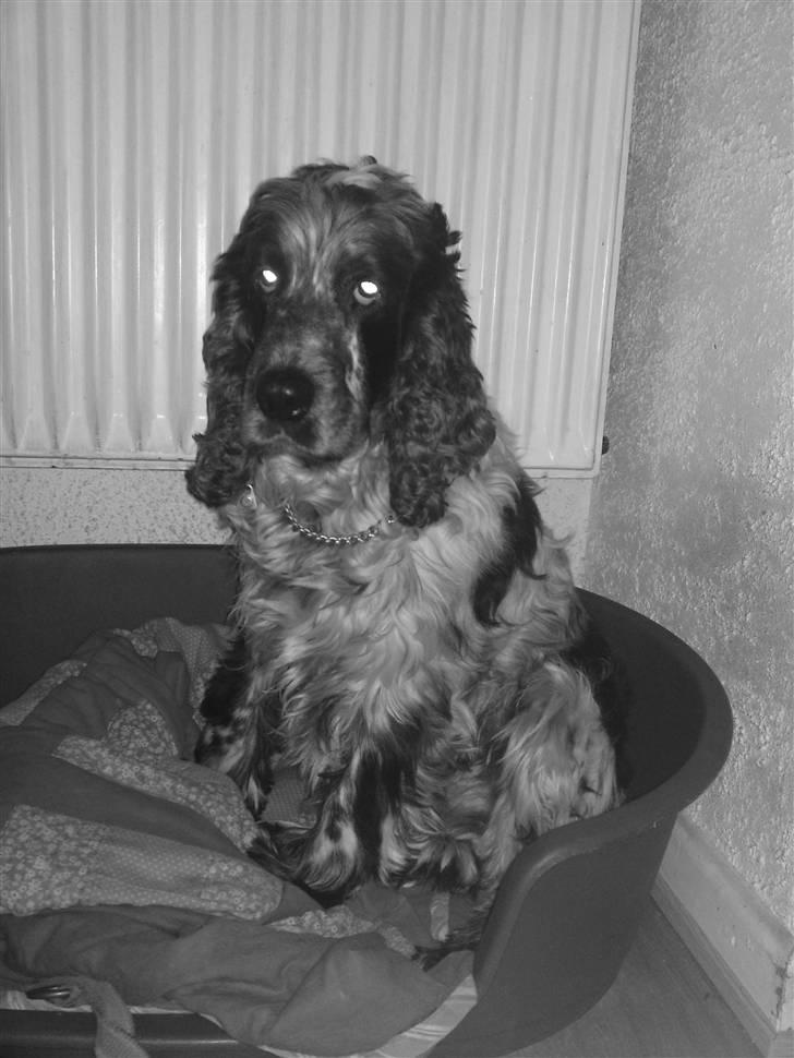 Cocker spaniel Rusty *DØD* - Rusty (: billede 3