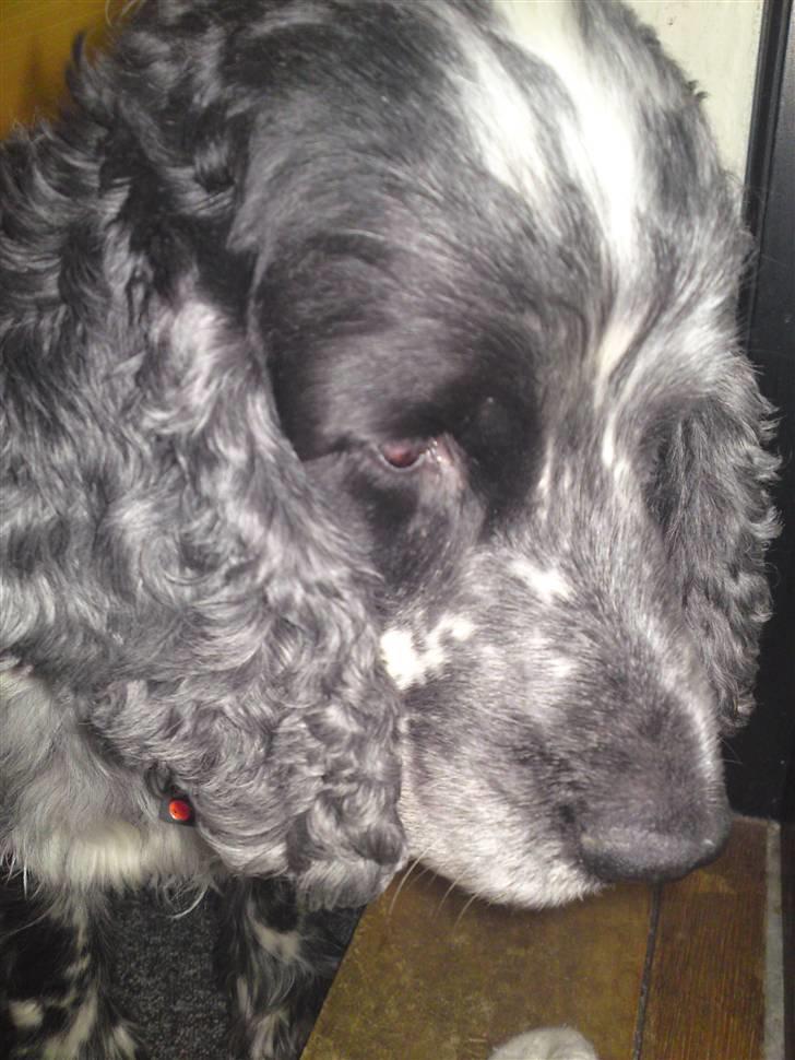 Cocker spaniel Rusty *DØD* - En meget nedtryk Cocker (: billede 4