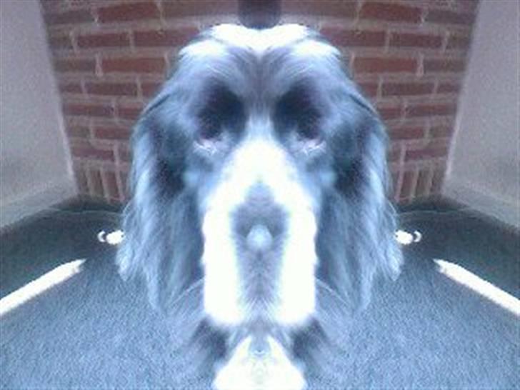 Cocker spaniel Rusty *DØD* - For´sjov billede (; billede 5