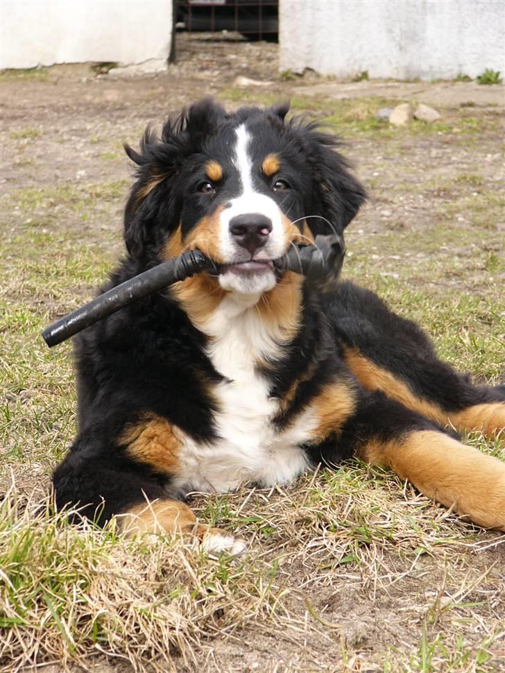Berner sennenhund Freja - S.M.U.K hund!!!! *smil til fotografen* det er lidt svært med en patkop i munden :o) Taget d.27 marts 15 uger og 1 dag billede 7