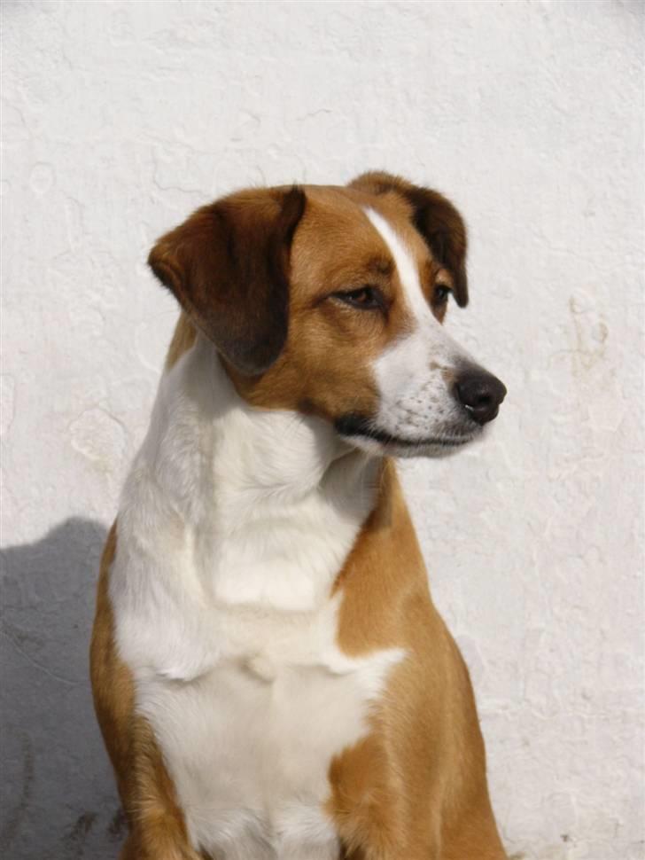 Blanding af racer Mille - Mille d.15 marts - 2010. Sidder og nyder forårs solen. billede 17