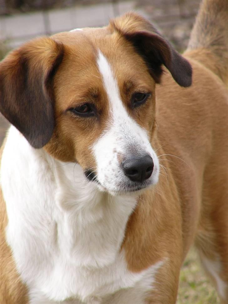 Blanding af racer Mille - Skønne Mille d.27 marts - 2010 billede 18