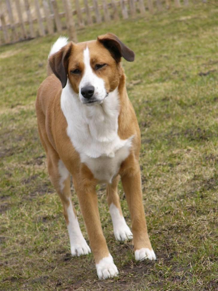 Blanding af racer Mille - Taget d.27 marts - 2010. Dejlige, skønne Mille. billede 19