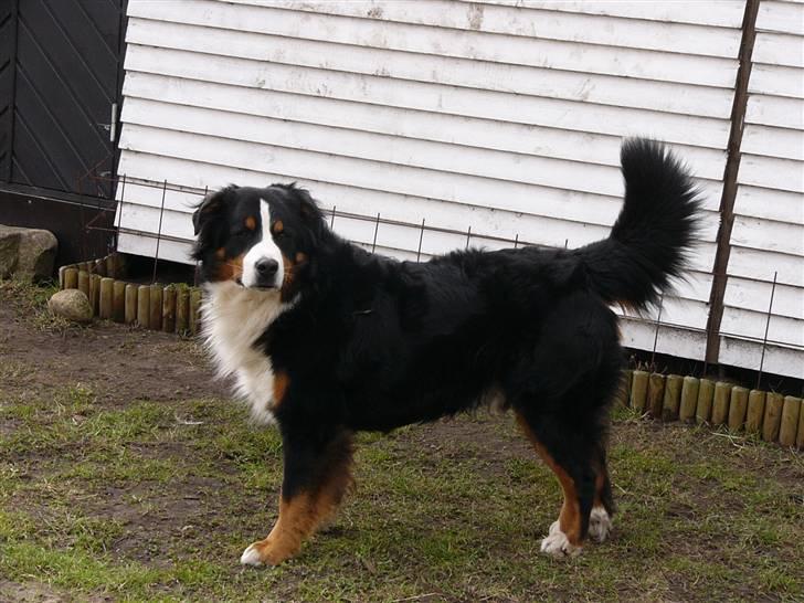 Berner sennenhund Balter (Har fået et nyt hjem) - Stor smuk hund!!!! Taget d.27 marts - 2010, Han er en SKØN hund! billede 19