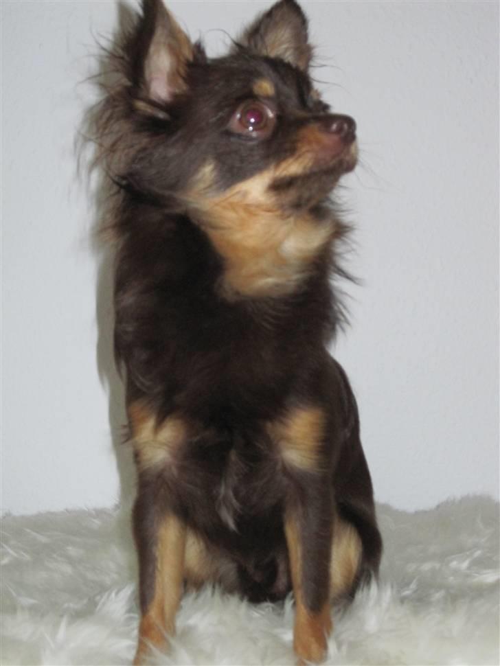 Chihuahua Malekits Oliver billede 6