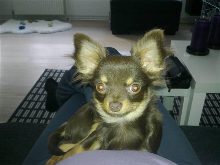 Chihuahua Malekits Oliver - mobiloverførsel, derfor den dårlige kvalitet... billede 7