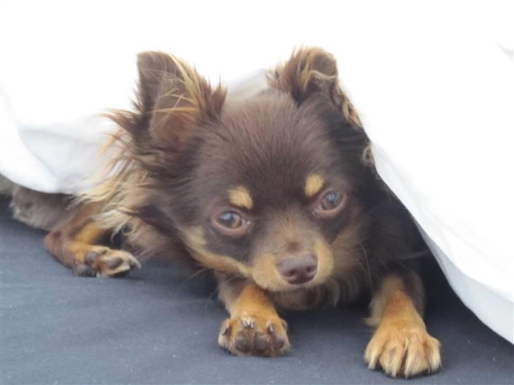 Chihuahua Malekits Oliver - 4 måneder gammel. Mobiloverførsel derfor den dårlige kvalitet... billede 8