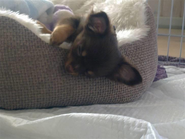 Chihuahua Malekits Oliver - en træææt hvalpe mand. mobiloverførsel beklager kvaliteten.. billede 9