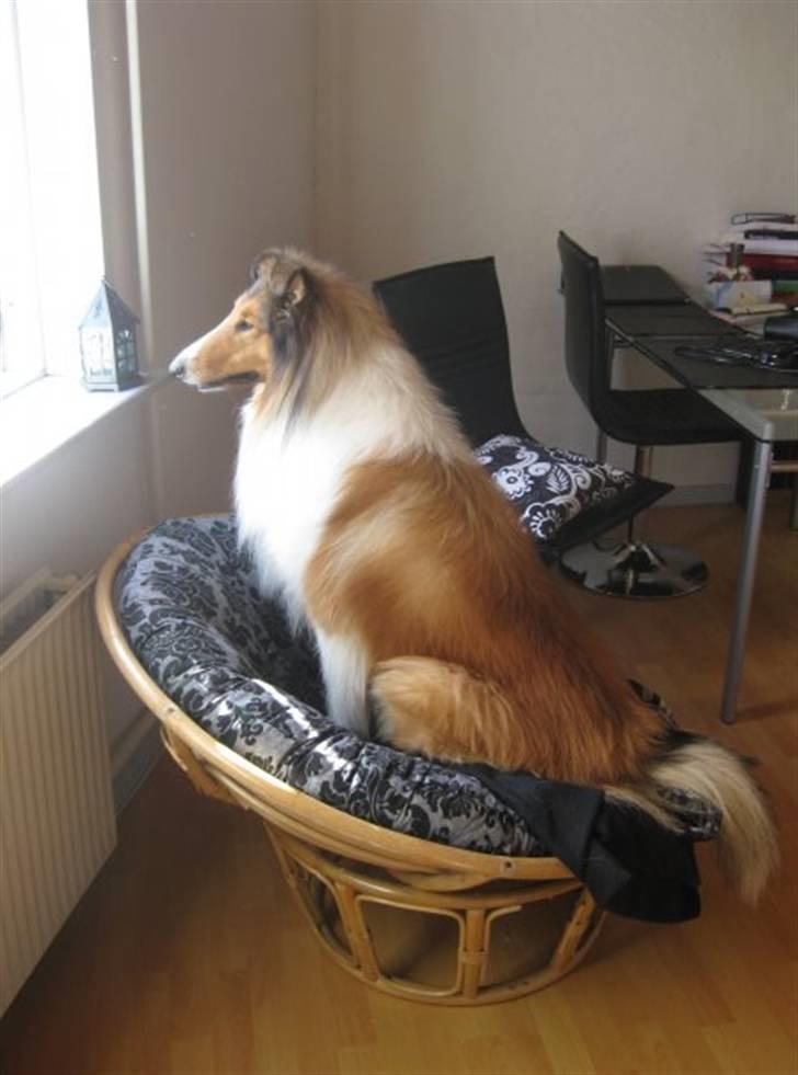 Collie langhåret Chano billede 12