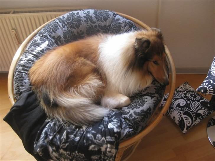Collie langhåret Chano billede 13