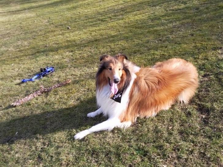 Collie langhåret Chano billede 14