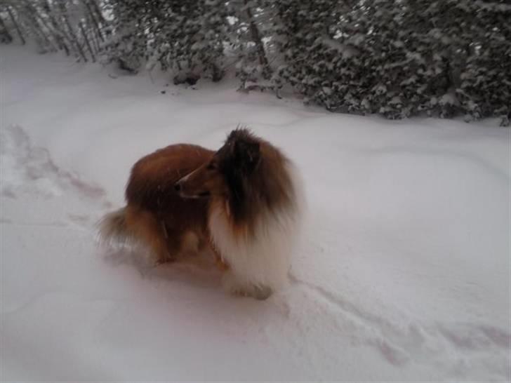 Collie langhåret Chano billede 15