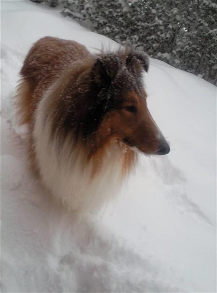 Collie langhåret Chano billede 16