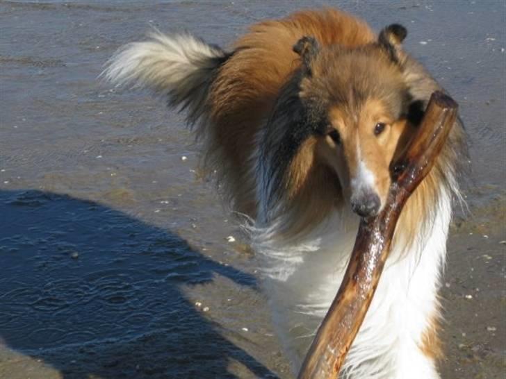 Collie langhåret Chano billede 17