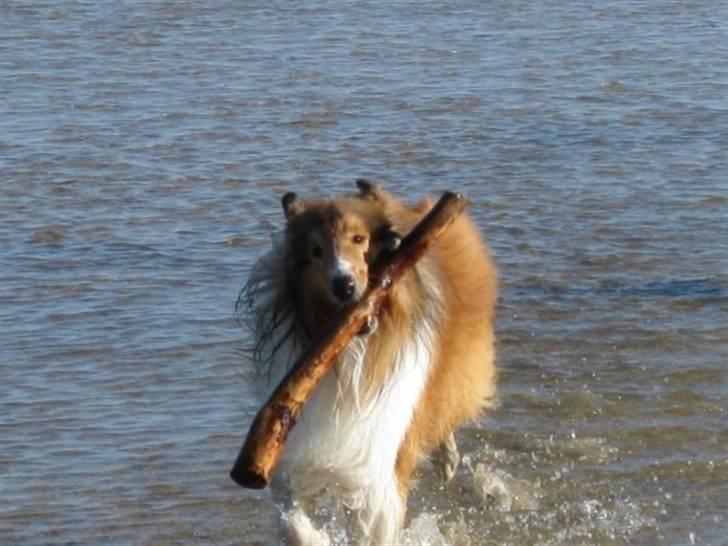 Collie langhåret Chano billede 18