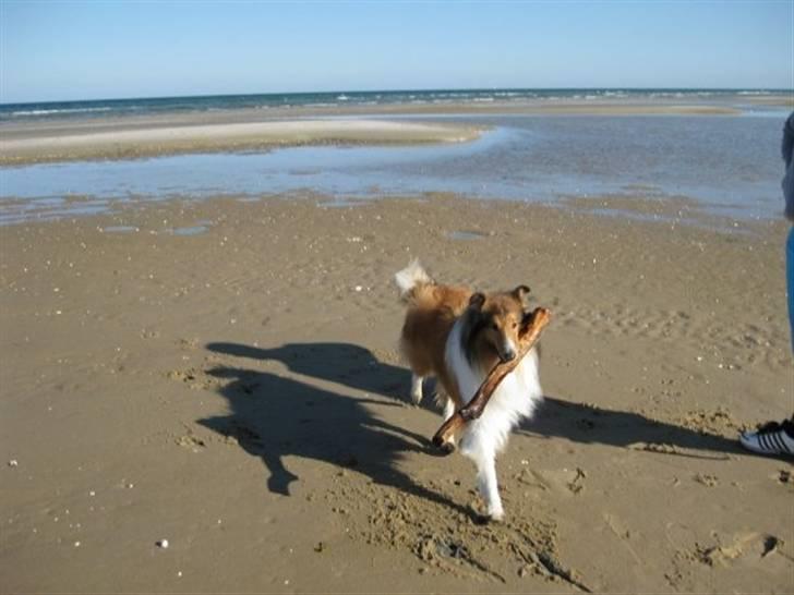 Collie langhåret Chano billede 19