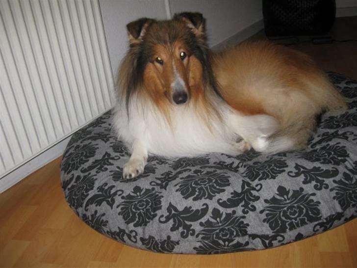 Collie langhåret Chano billede 20