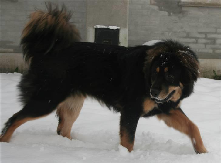 Tibetansk mastiff Rami billede 9