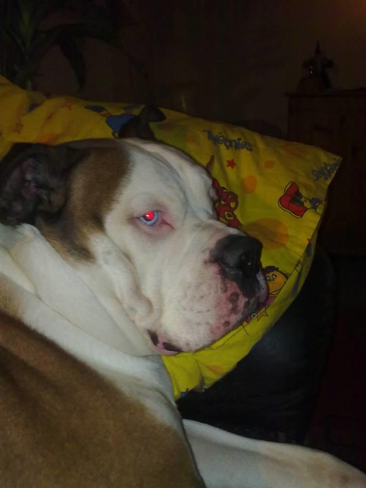 Amerikansk bulldog Tyson billede 19