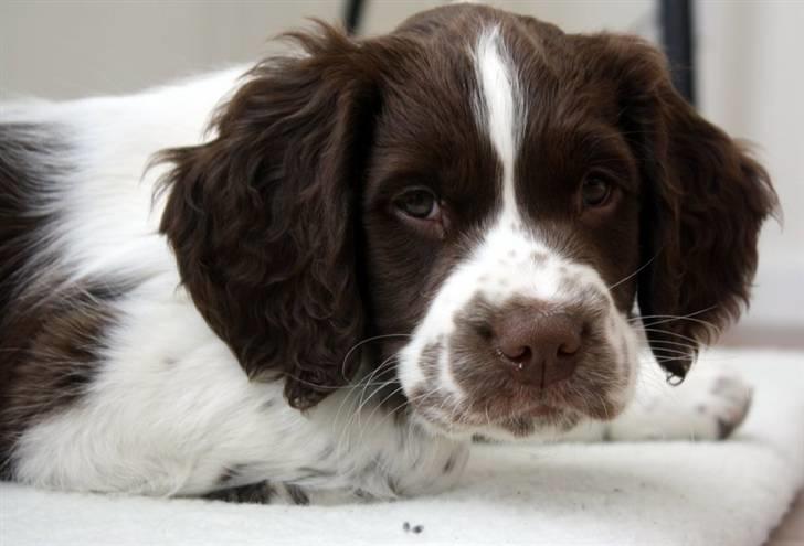 Engelsk springer spaniel Sako - Lige vågnet... ZzzZzz billede 1