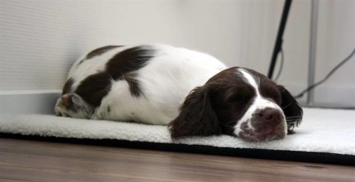 Engelsk springer spaniel Sako - Mega træt billede 2