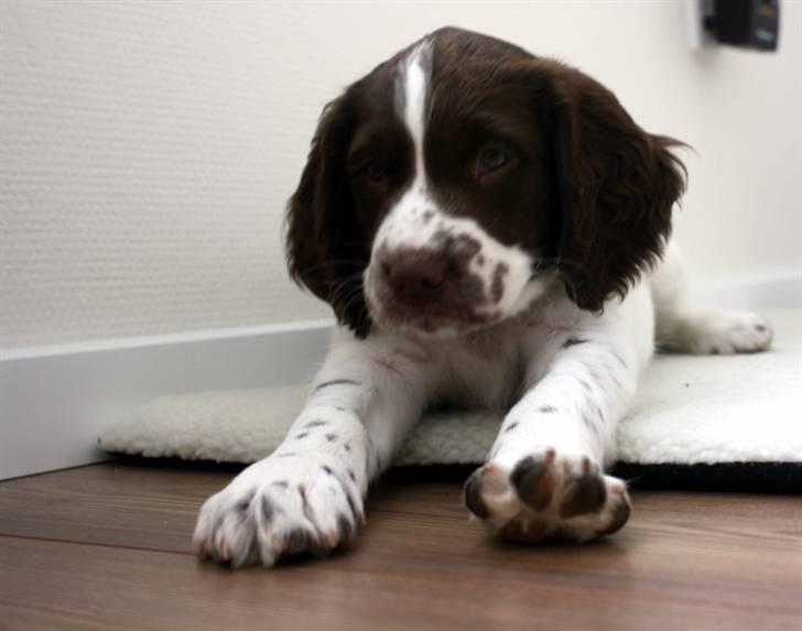 Engelsk springer spaniel Sako - Godmorgen billede 3