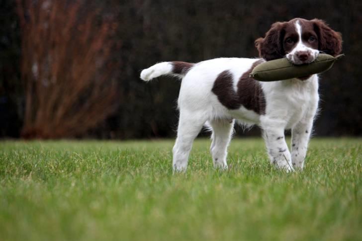 Engelsk springer spaniel Sako - Jeg har den, jeg har den billede 4
