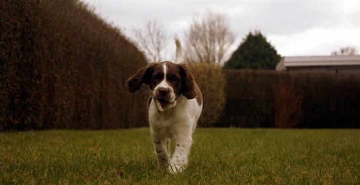 Engelsk springer spaniel Sako billede 5