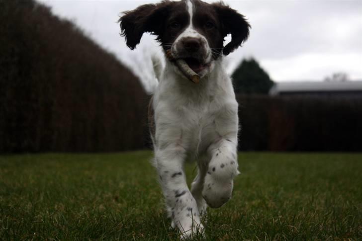 Engelsk springer spaniel Sako - Her kommer jeg billede 6