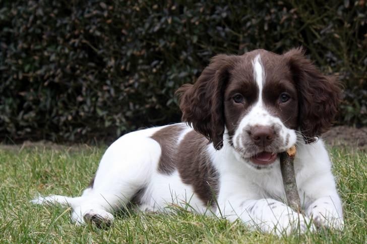 Engelsk springer spaniel Sako billede 7