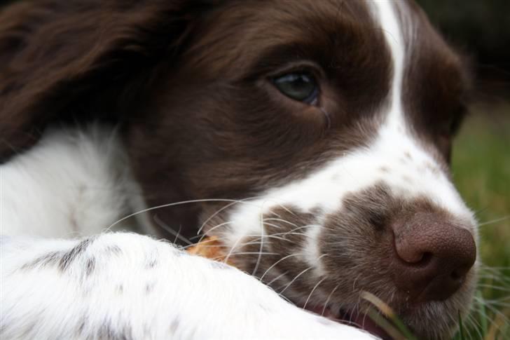 Engelsk springer spaniel Sako billede 8