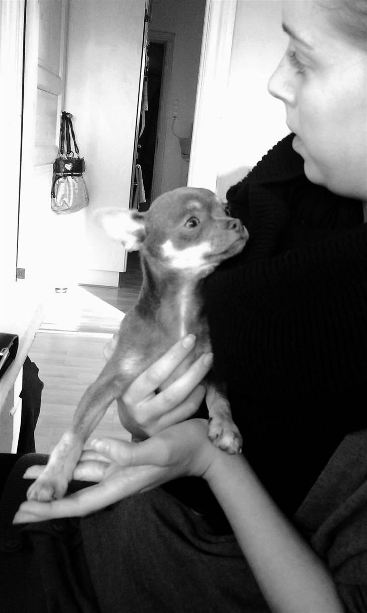 Chihuahua Kayla - Første gang jeg var ude og kigge på Kayla billede 13