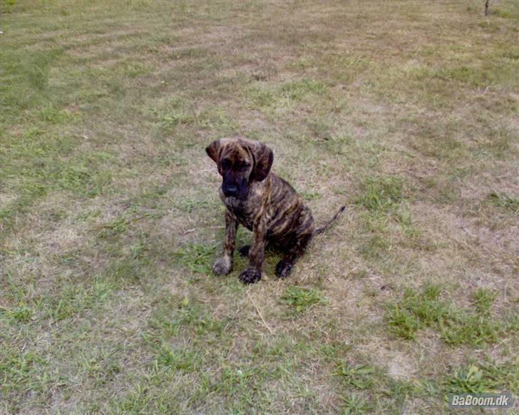 Grand danois Tøssen - The simple love billede 1