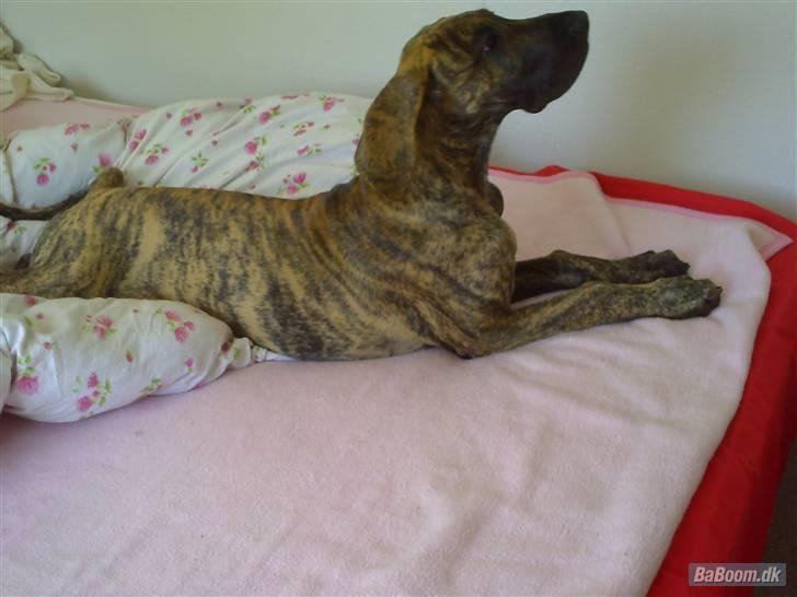 Grand danois Tøssen - The simple love billede 2