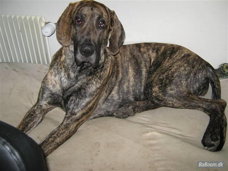 Grand danois Tøssen - The simple love billede 3