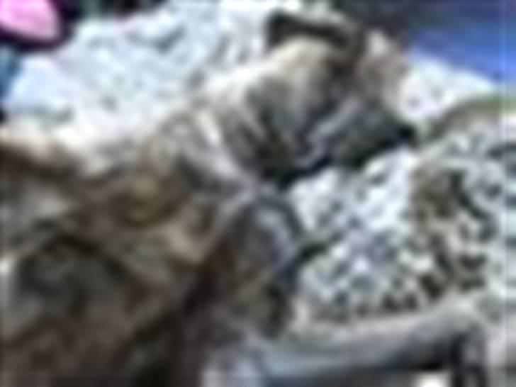 Grand danois Tøssen - The simple love billede 4