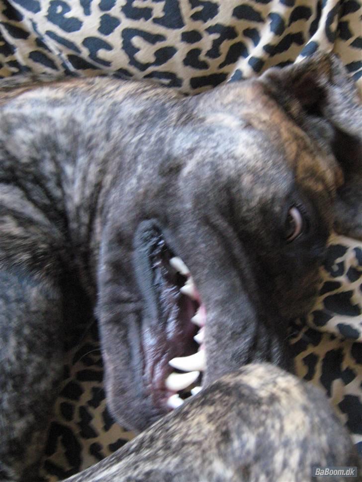 Grand danois Tøssen - The simple love billede 5