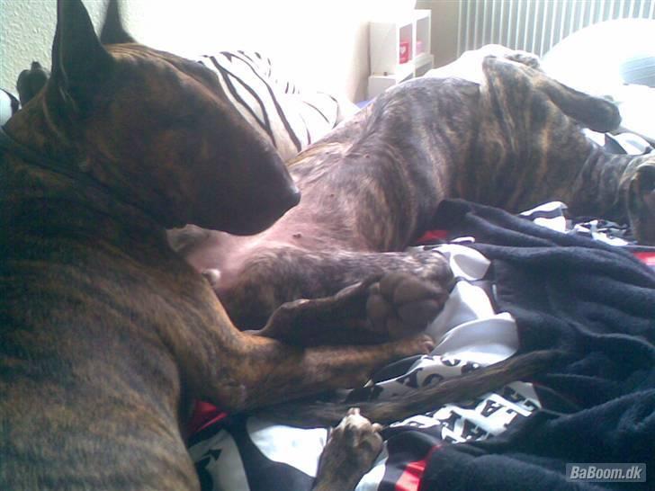 Grand danois Tøssen - The simple love billede 7