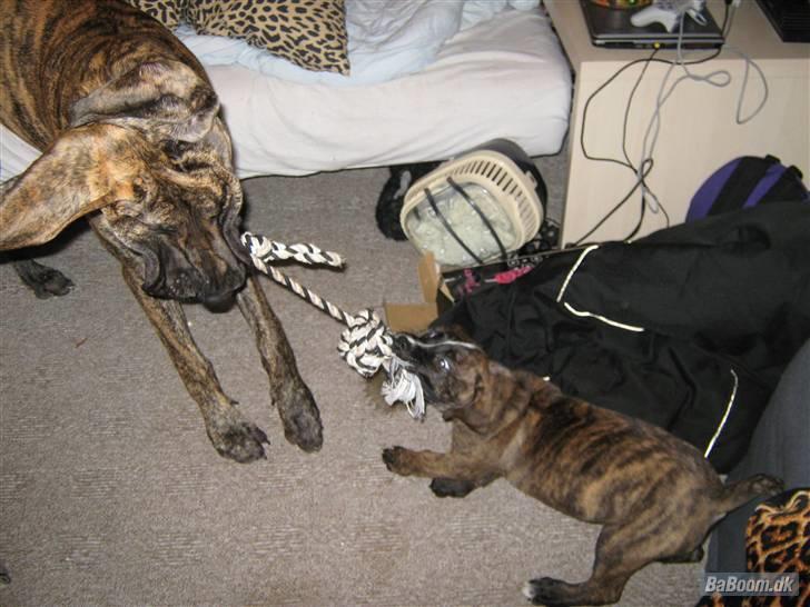 Grand danois Tøssen - The simple love billede 8