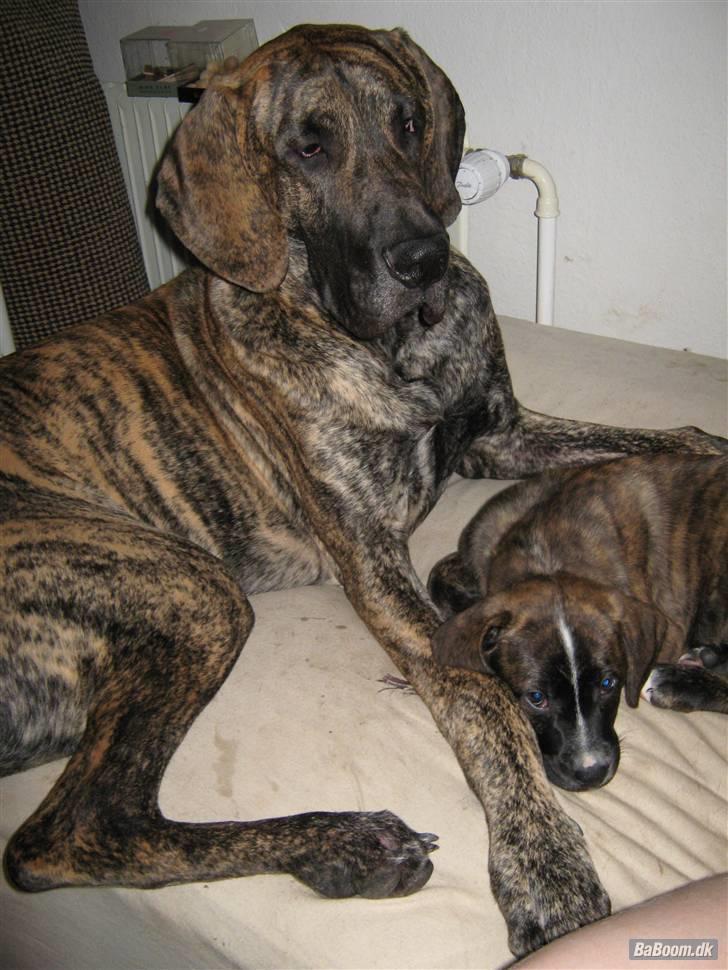 Grand danois Tøssen - The simple love billede 9