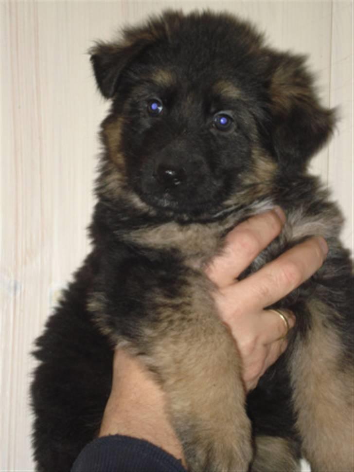 Schæferhund Rapi Magic - Her er hun 6 uger gammel. billede 1