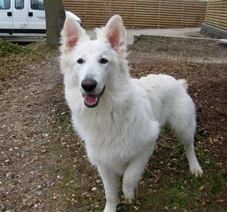 Hvid schæfer Baloo billede 13