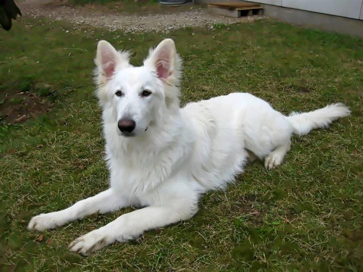 Hvid schæfer Baloo billede 14