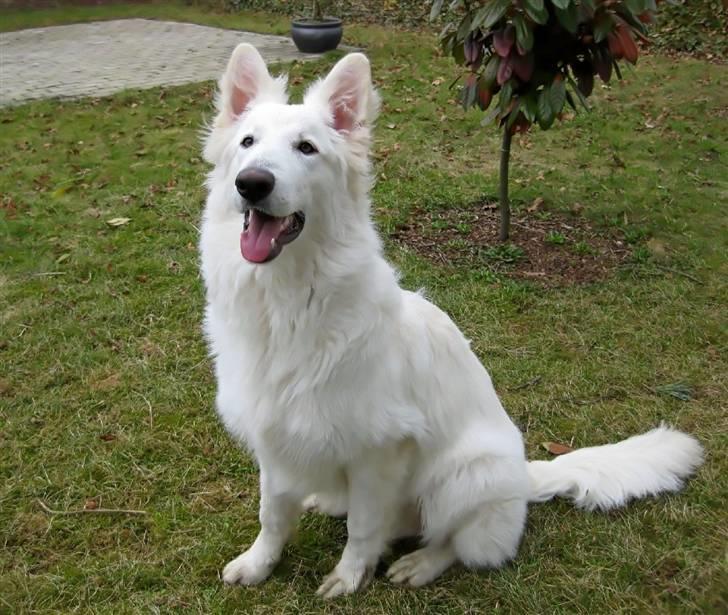 Hvid schæfer Baloo billede 15