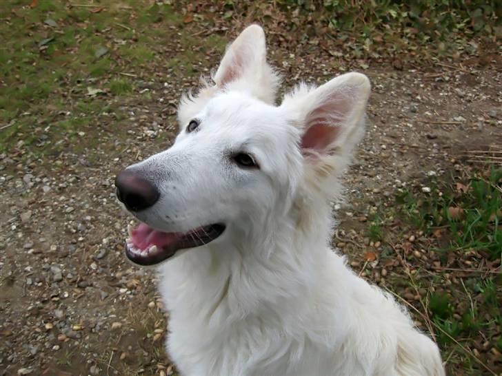Hvid schæfer Baloo billede 16