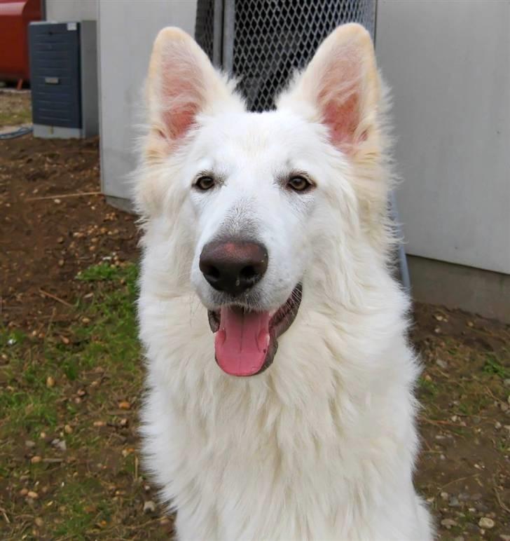 Hvid schæfer Baloo billede 17