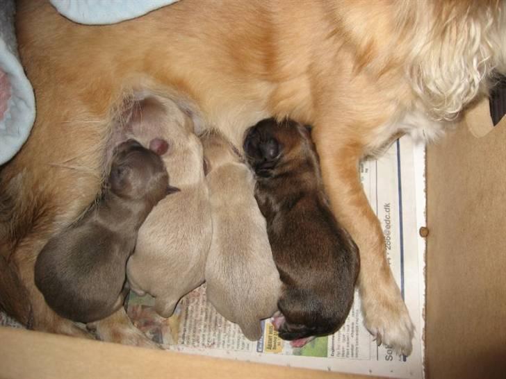 Chihuahua Nuggi - Så er Nuggis mælkebar åben billede 1