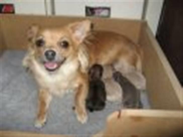 Chihuahua Nuggi - En stolt Nuggi med sine 4 fine hvalpe billede 2