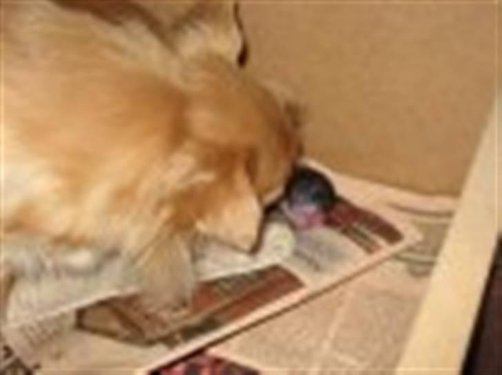 Chihuahua Nuggi - Kiss of life billede 3